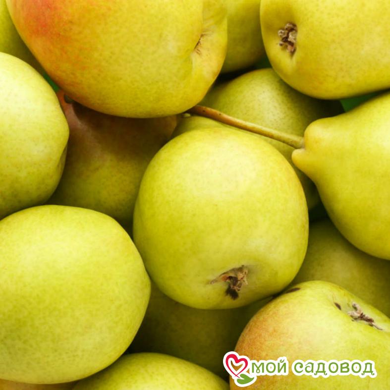 Груша Вековая Осенняя