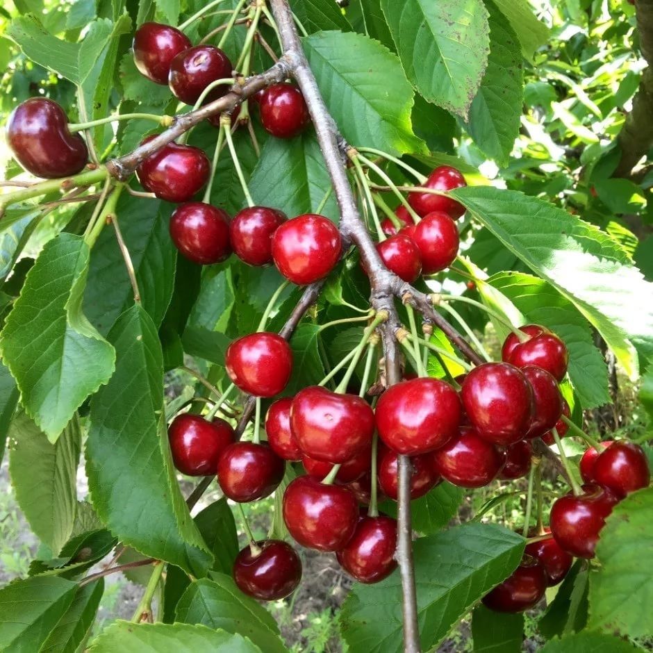 Черешня Рубиновая ранняя