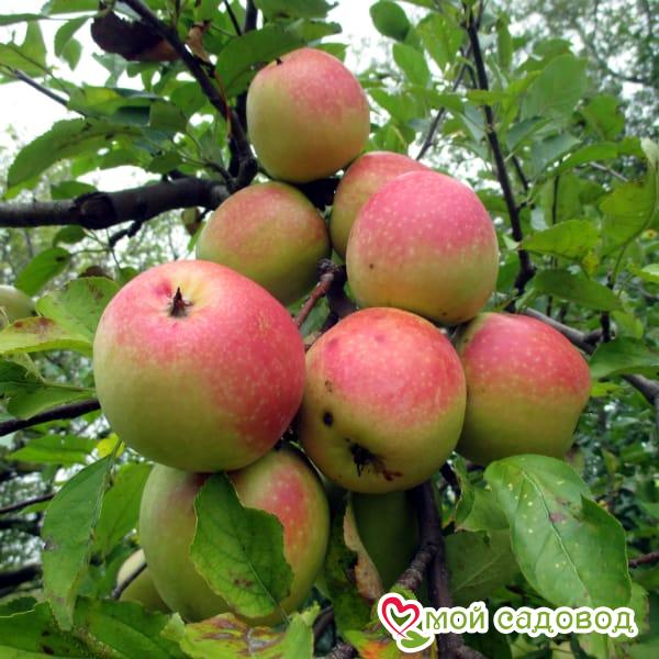 Яблоня Хидден Роуз