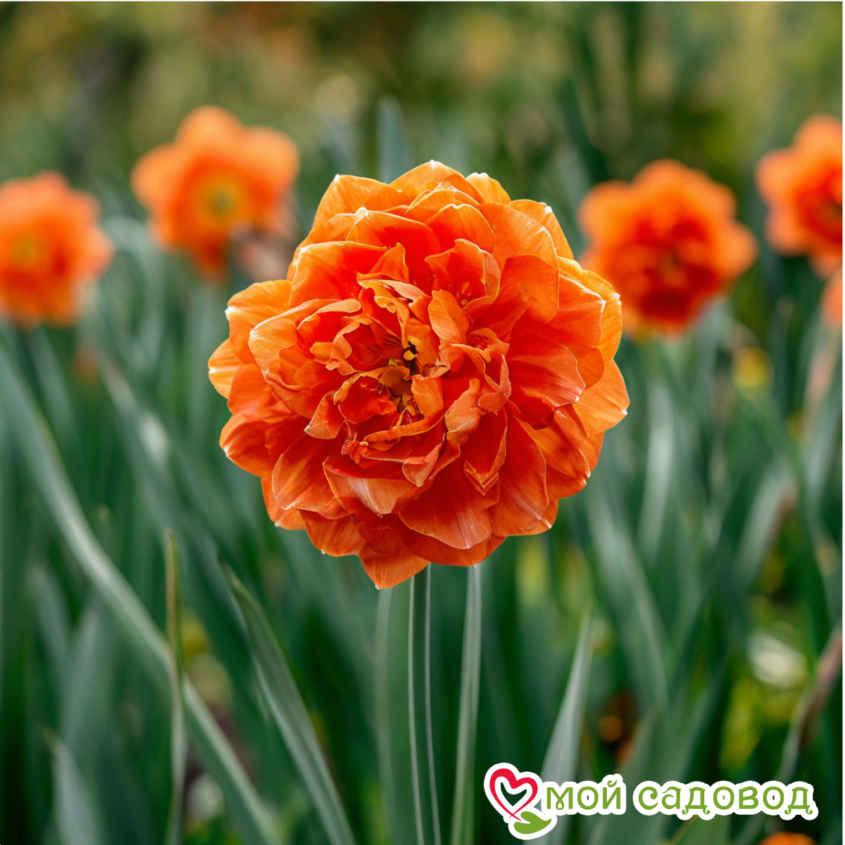 Нарцисс Оранж Санрайз